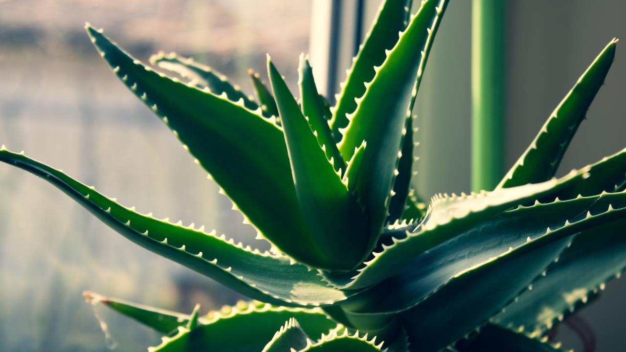Aloe vera: qué beneficios ofrece esta planta para la salud y por qué es importante para el Feng Shui